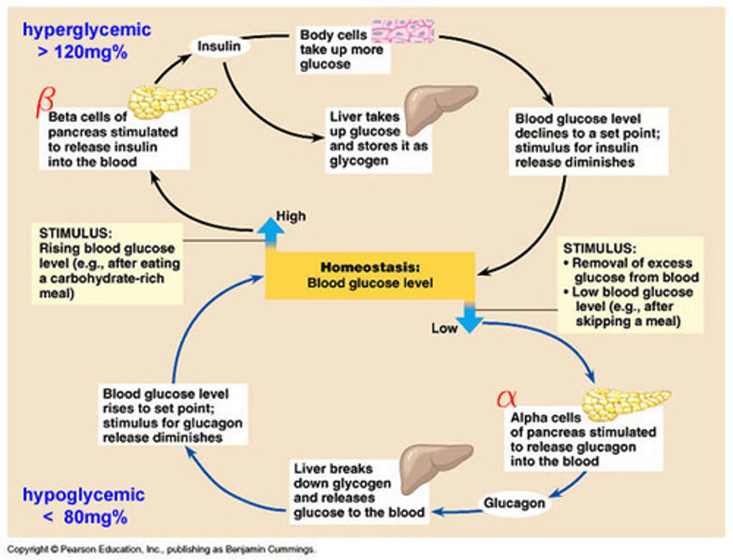 <p>negative feedback loop</p>