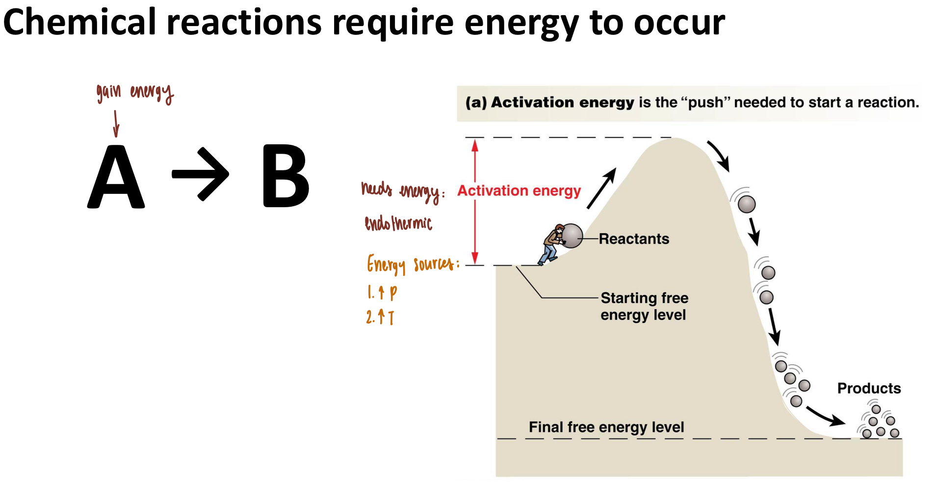 <ul><li><p><strong>Activation Energy</strong></p><ul><li><p>energy required for a chemical reaction to occur</p></li></ul></li><li><p><strong>Enzyme Function</strong></p><ul><li><p>LOWERS the activation energy of a reaction</p></li><li><p>Reaction occurs FASTER</p></li></ul></li></ul><p></p>