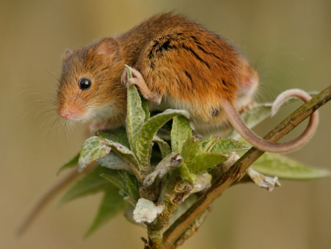 <p><strong>Lebensraum</strong></p><p class="p1">in Feuchtgebieten, Uferrandbereichen, Gräben, Ruderalflächen, in tieferen Lagen < 800 m ü. M.</p><ul><li><p class="p1">Westschweiz, selten Bodensee oder Magadinoebene</p></li></ul><p></p>