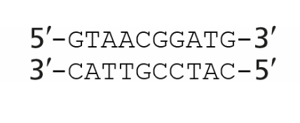 <p><span>An RNA polymerase is transcribing a segment of DNA that contains the sequence shown in the figure. If the polymerase transcribes this sequence from right to left, what will the sequence of the RNA be?</span><br></p><p></p>