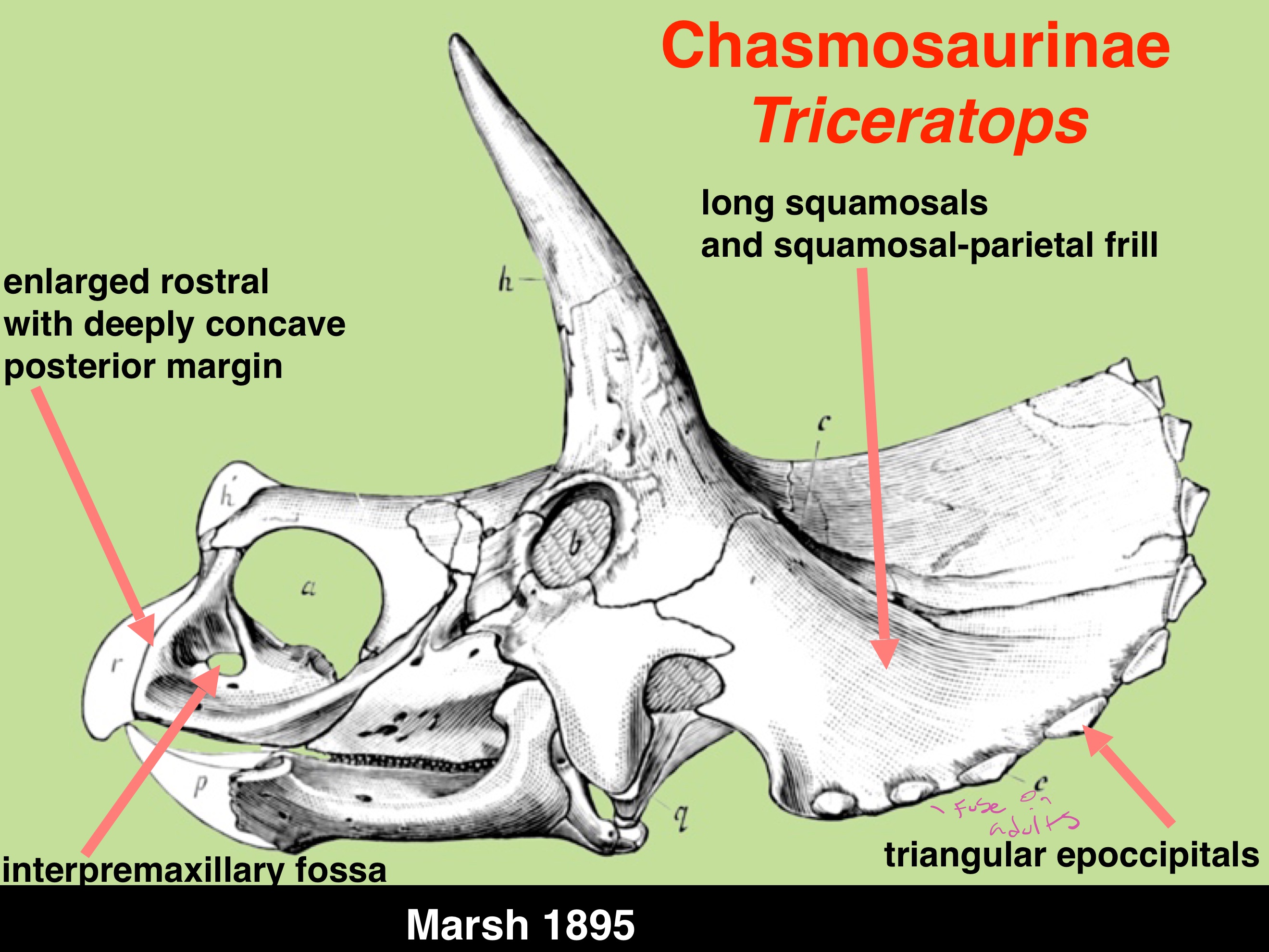 <p>Chasmosaurinae Synapomorphies</p>