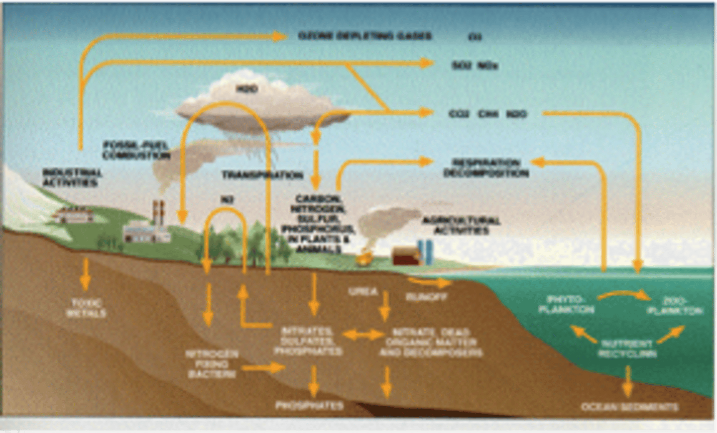 <p>process in which elements, chemical compounds, and other forms of matter are passed from one organism to another and from living organisms to the abiotic environment such as soil or the atmosphere.</p>