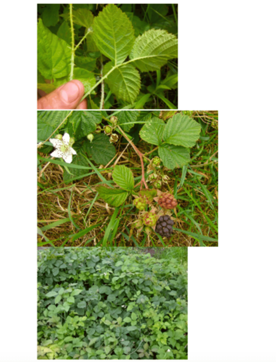 <p>welke plant</p>