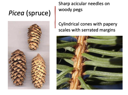 <p>Sharp, acicular needles on wood pegs. cylindrical cones with papery scales</p>