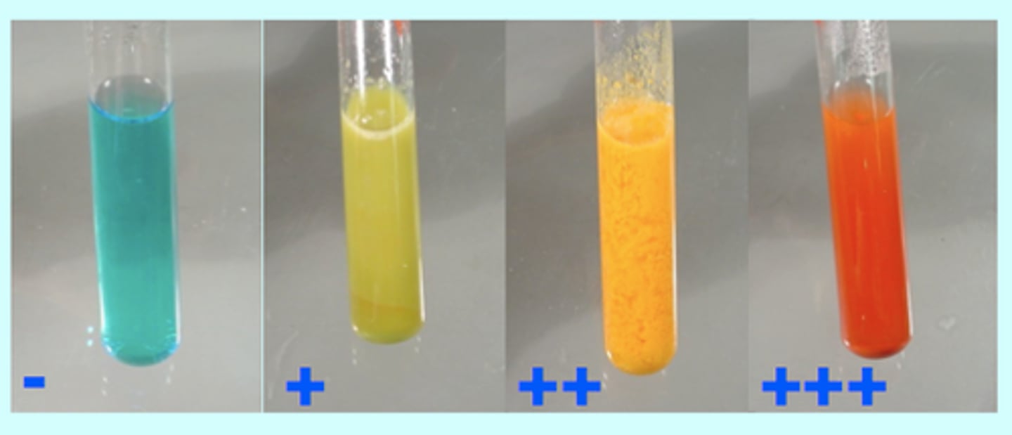 <p>Used to test for Sugars - needs to beheated and turns brick red in colour</p>