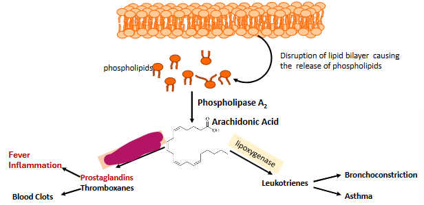 <p>Label this part of prostaglandin synthesis</p>