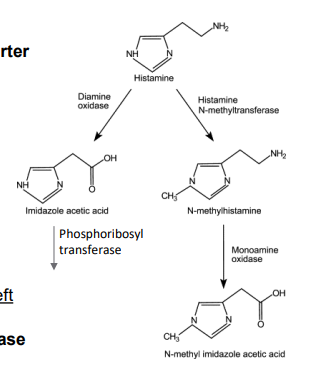<p>- 2 pathways: Histamine-N-methyltransferase → MAO (terminates signaling at synaptic cleft) or Diamine oxidase → phosphoribosyl transferase</p>