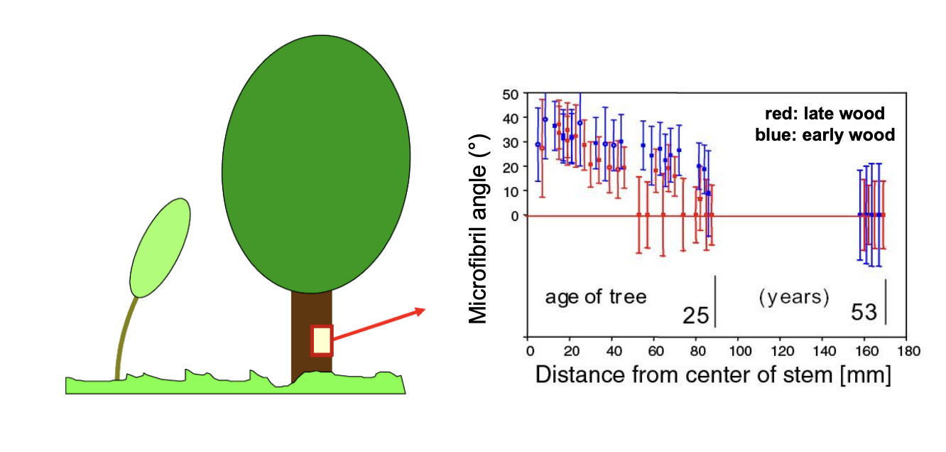 <ul><li><p>reflect a change in strategy from young to old trees</p></li><li><p><strong>younger trees </strong>are relatively more exposed to the wind due to their larger surface area</p><p>→ escape the wind forces by <strong>aligning </strong> with them</p><p>HOW?</p><ul><li><p>they are more flexible</p></li></ul></li><li><p><strong>Older trees</strong></p><ul><li><p>heavier and cannot afford bending over too much</p><p>→ designed to be stiffer and to resist the bending</p></li></ul></li></ul><p></p>