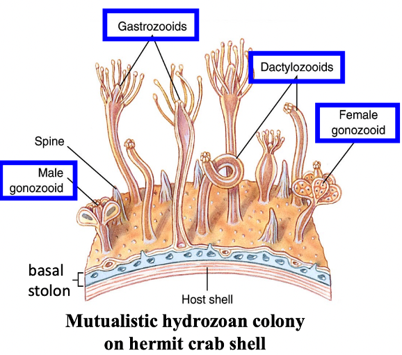 <p><span><span>§</span></span><span style="font-family: "Times New Roman"; line-height: normal; font-size: 7pt;"><span> </span></span><span style="font-family: "Times New Roman", serif;"><span>Gastrozooid polyps</span></span></p><p class="MsoListParagraphCxSpMiddle"><span><span>·</span></span><span style="font-family: "Times New Roman"; line-height: normal; font-size: 7pt;"><span> </span></span><span style="font-family: "Times New Roman", serif;"><span>Feeding polyps with mouth and tentacles for prey capture</span></span></p><p class="MsoListParagraphCxSpMiddle"><span><span>§</span></span><span style="font-family: "Times New Roman"; line-height: normal; font-size: 7pt;"><span> </span></span><span style="font-family: "Times New Roman", serif;"><span>Dactylzooid polyps</span></span></p><p class="MsoListParagraphCxSpMiddle"><span><span>·</span></span><span style="font-family: "Times New Roman"; line-height: normal; font-size: 7pt;"><span> </span></span><span style="font-family: "Times New Roman", serif;"><span>Naked polyps without mouth</span></span></p><p class="MsoListParagraphCxSpMiddle"><span><span>·</span></span><span style="font-family: "Times New Roman"; line-height: normal; font-size: 7pt;"><span> </span></span><span style="font-family: "Times New Roman", serif;"><span>Functions for defense of colony</span></span></p><p class="MsoListParagraphCxSpMiddle"><span><span>§</span></span><span style="font-family: "Times New Roman"; line-height: normal; font-size: 7pt;"><span> </span></span><span style="font-family: "Times New Roman", serif;"><span>Gonozooid polyps</span></span></p><p class="MsoListParagraphCxSpLast"><span><span>·</span></span><span style="font-family: "Times New Roman"; line-height: normal; font-size: 7pt;"><span> </span></span><span style="font-family: "Times New Roman", serif;"><span>Reproductive naked polyps without mouth</span></span></p><p><span style="font-family: "Times New Roman", serif;"><span>Produce male or female gametes/medusae – could be producing eggs and sperm but in most cases are producing female and male medusae respectively that can swim around freely and reproduce when they come together, forming a new colony</span></span></p><p><span><span>¨</span></span><span style="font-family: "Times New Roman"; line-height: normal; font-size: 7pt;"><span> </span></span><span style="font-family: "Times New Roman", serif;"><span>Asexual reproduction basically – the polyps are genetically the same – budding occurring at the basal stolon</span></span></p>