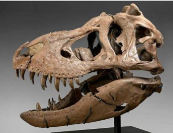 <p>A large carnivorous dinosaur that lived during the late Cretaceous period, known for its massive size and powerful jaws. </p>