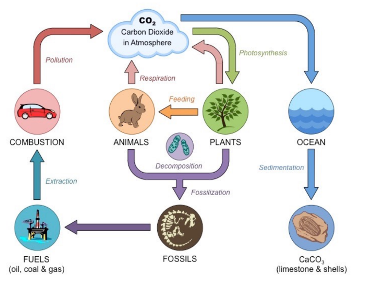 <p>cycling of carbon in an ecosystem</p>