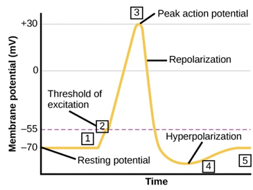 <p>voltage-gated sodium channels open rapidly letting in more Na+ making the change more positive (all or noting action potential </p>
