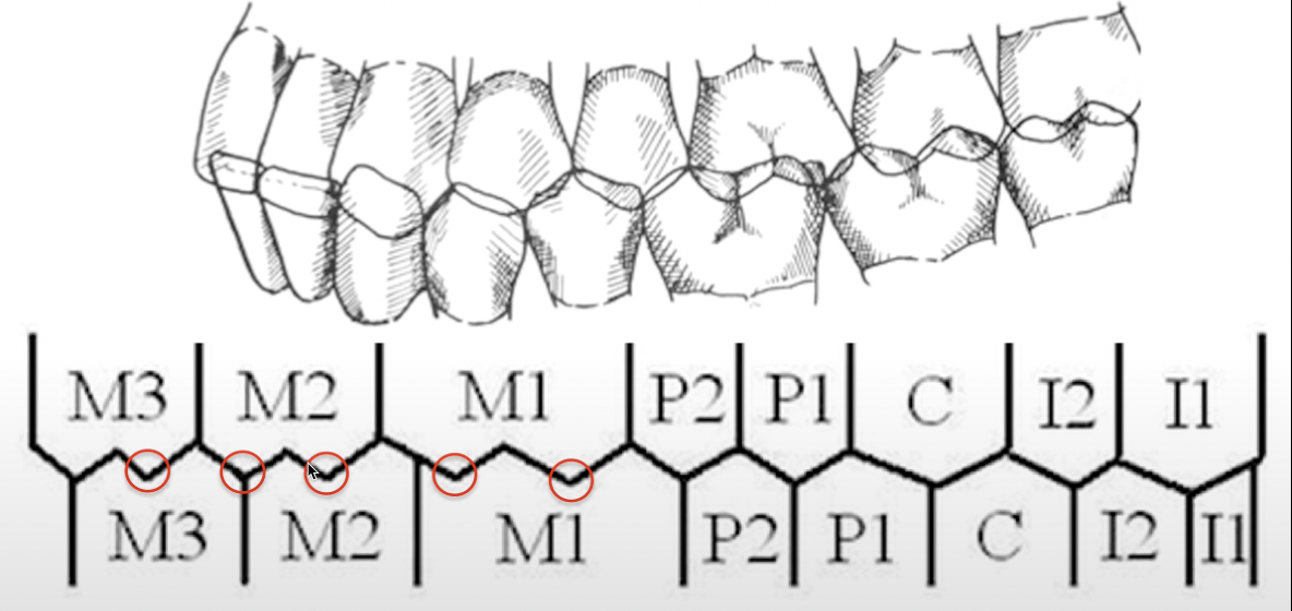 <p>Buccal cusps of MX posterior teeth oppose which anatomical items of which teeth?</p>