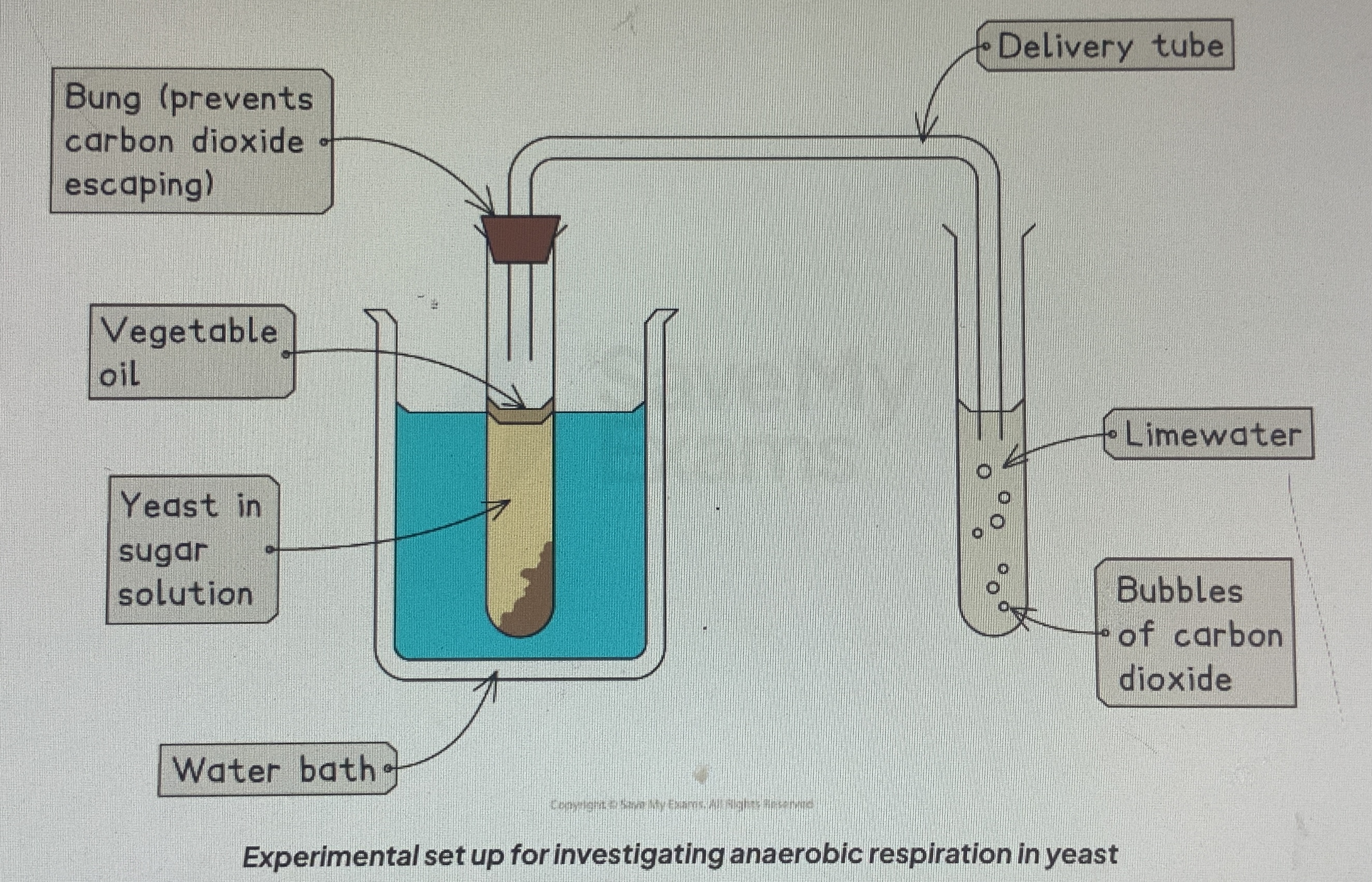 <p>Apparatus :</p><ul><li><p>Boiling tube</p></li><li><p>Capillary tubes</p></li><li><p>Bungs</p></li><li><p>Yeast</p></li><li><p>Sugar solution</p></li><li><p>Oil</p></li><li><p>Stopwatch</p></li><li><p>Water bath </p><ul><li><p>Limewater</p><p>Mix the sugar solution with the yeast ( this provides the yeast with glucose so it can conduct anaerobic respiration ) in a test tube. Add a layer of oil to the solution ( this prevents the solution from reacting with oxygen ). Secure the test tube with a bung ( this prevents any CO2 gas made from escaping ). Place the tube in a water bath of a measured temperature. Connect a tube to another test tube filled with limewater. Using a stopwatch, allow the test tube to stay in the water bath for a fixed amount of time. During this time, count the number of bubbles of CO2 gas in the limewater. Repeat the experiment with different temperatures at uniform, regular intervals. Use a new glucose-yeast solution and limewater each time. Ensure that each time, the duration is kept constant and the amount of sugar and yeast in the solution is the same. Repeat the experiment multiple times to get accurate results. Make a table listing your results and plot a graph to compare. </p></li></ul></li></ul>