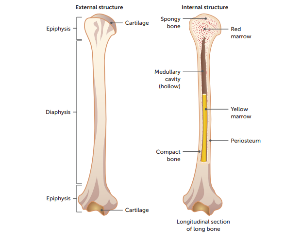 <p>. diaphysis</p><p>. medullary cavity</p><p>. epiphysis</p><p>. periosteum </p><p>. articular cartilage </p>