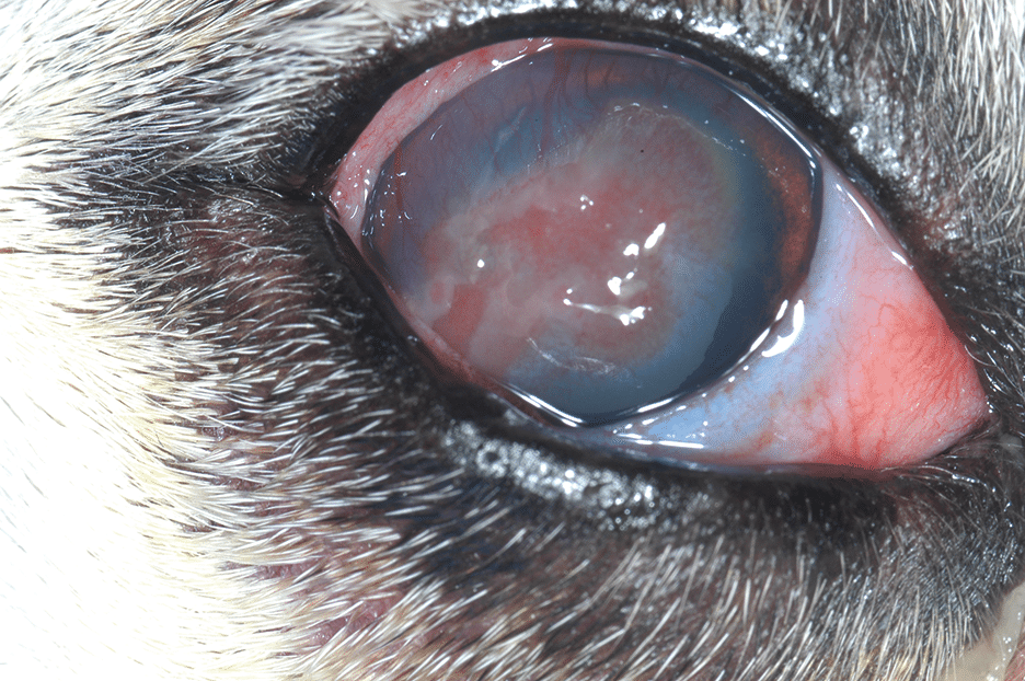 <p>Blepharospasm, hyperlacrimation, conjunctival hyperaemia, eye discharge, ocular pain, corneal cloudiness, and sometimes visible defects or white spots on the cornea.</p>