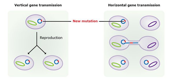 <ul><li><p>mutation passed onto progeny </p></li><li><p>inherited</p></li></ul>