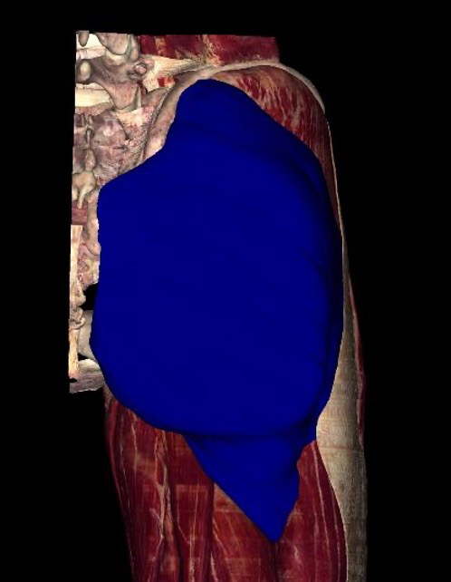 <p><mark data-color="red">origin:</mark> ilium posterior to gluteal line; dorsal surface of sacrum and coccyx; sacrotuberous ligament </p><p><mark data-color="red">insertion:</mark> most fibers end in iliotibial tract which inserts into lateral condyle of tibia, some fibers insert on gluteal tuberosity of femur </p><p><mark data-color="red">innervation:</mark> inferior gluteal nerve (L5-S2)</p><p><mark data-color="red">action:</mark>- major extensor of thigh</p><p>- lateral (external) rotator</p><p>- steadies thigh and assists in rising from sitting position </p>