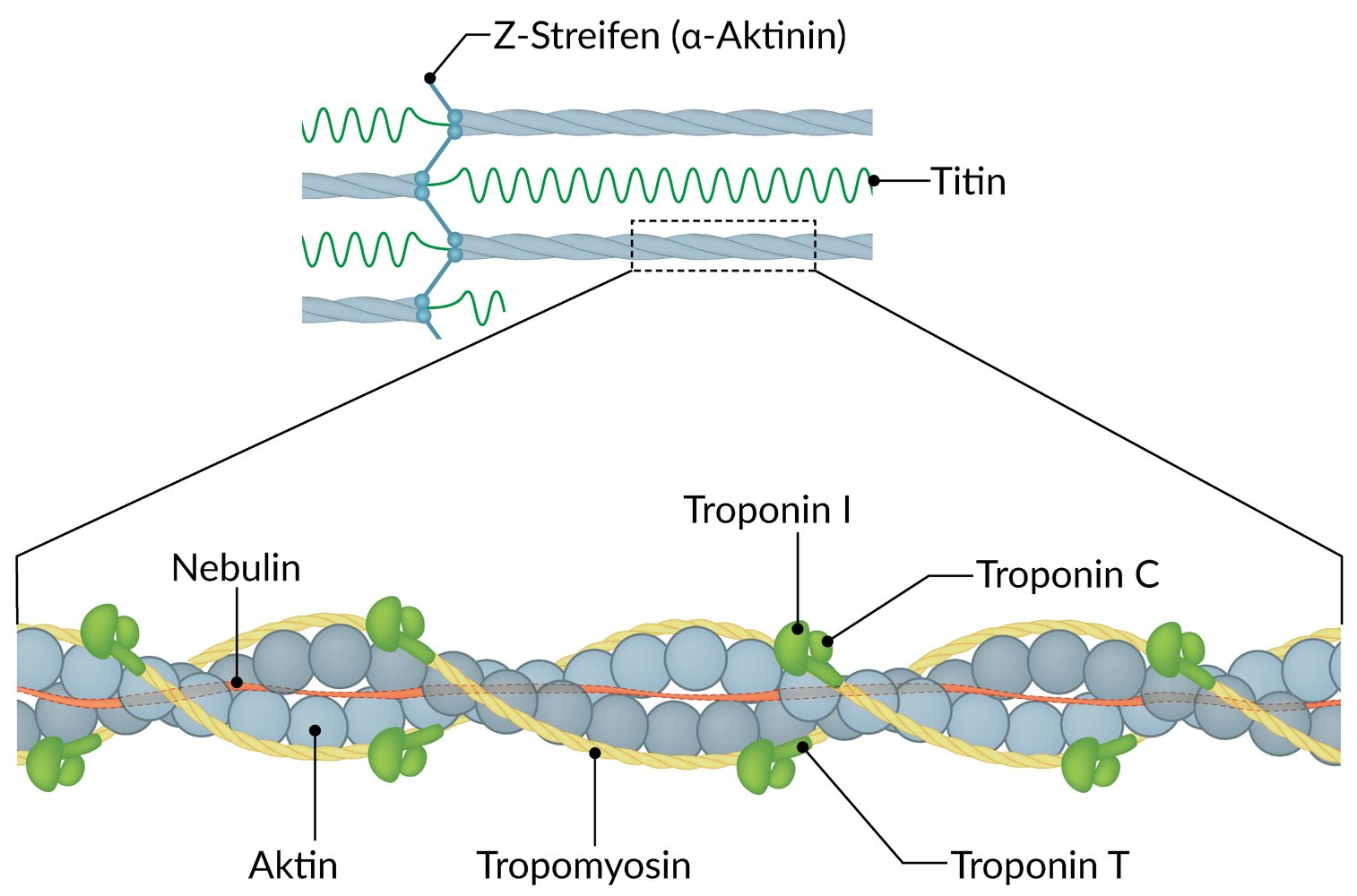 <p>D. Troponin C</p>