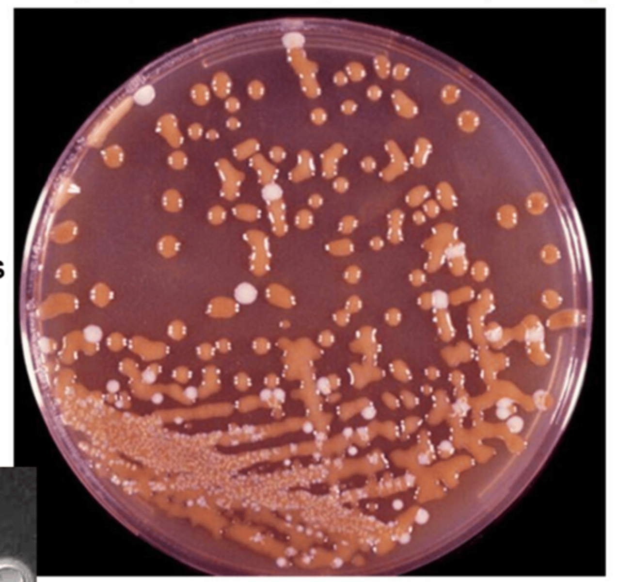 <p>what species is this, isolated on bird seed agar?</p>