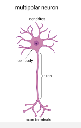<p>Key Role: Motor &amp; integration (can send signal all places. It is integrating all the information and then deciding what it should do)</p><p>Classic Location:&nbsp;Motor neurons, interneurons</p>