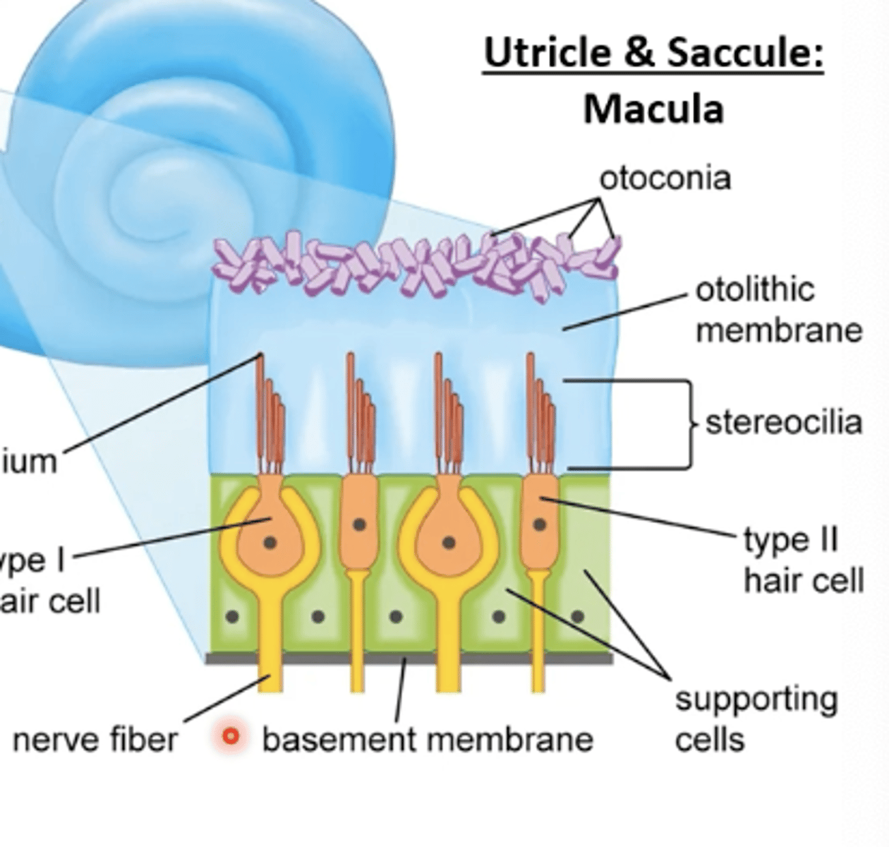 <p>macula</p><p>the macula is the sensory epithelium of the utricle and saccule</p>