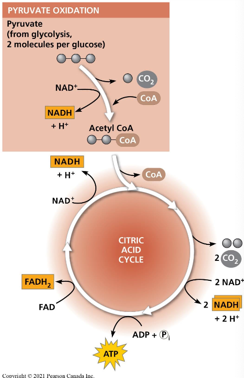 <ul><li><p>a closed loop</p><ul><li><p>starts with and re-creates oxaloacetate</p></li><li><p>completes the oxidation of glucose into CO<sub>2</sub></p></li></ul></li><li><p>each turn of the citric acid cycle generates</p><ul><li><p>1 ATP</p></li><li><p>3 NADH</p></li><li><p>1 FADH<sub>2</sub> </p></li><li><p>1 CO<sub>2</sub></p></li></ul></li><li><p>central driver of respiration</p></li></ul><p></p>