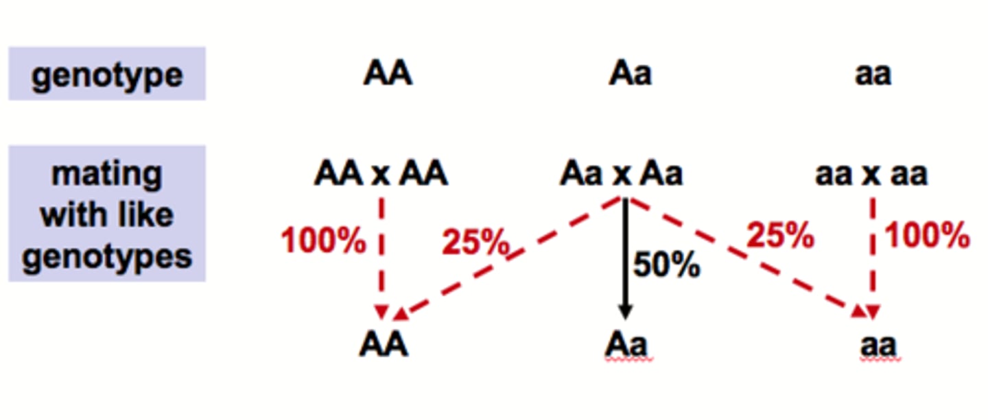 <p>the type of mating that occurs when an organism selects a mating partner that resembles itself (homozygotes match)</p>