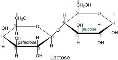 <ul><li><p>s disaccharide composed of a <strong>galactose and a glucose molecule, </strong>joined by a glycosidic bond, as shown in the following diagram.</p></li><li><p></p></li><li><p>Lactose is a sugar found in milk. </p></li><li><p>For it to be used as a source of energy, the glycosidic link must be broken (hydrolysed) forming glucose and galactose.</p><p></p></li><li><p>This link is broken in the presence of the enzyme Lactase. </p><p></p></li><li><p>As seen in the diagram below, lactose is broken down into Galactose and Glucose in the presence of the lactase enzyme.</p><ul><li><p>People who lack the enzyme lactase (by approximately 20%) are unable to digest lactose and have the lactose intolerance condition. </p></li><li><p>Lactose intolerance results from lack of lactase that is needed to hydrolyze the glyosidic link of lactose.</p><p></p></li></ul></li></ul><p></p>