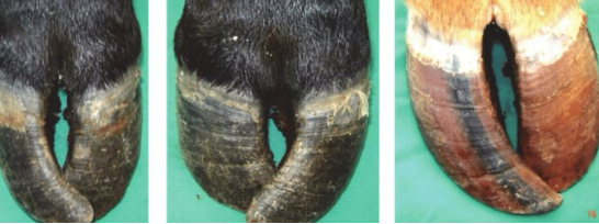 <p>what heavy metal caused this</p>