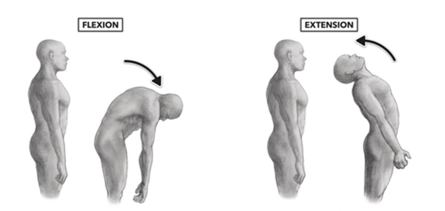 <p>decreases the angle between two body parts; increases the angle between two body parts</p>