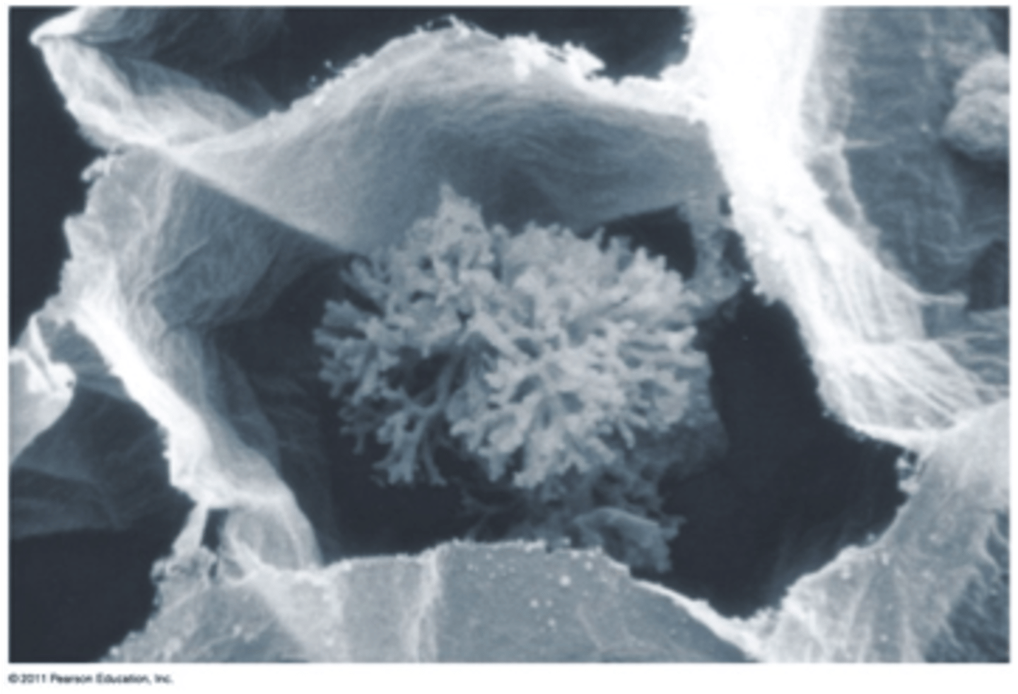 <p>Member of the fungal phylum Glomeromycota, characterized by a distinct branching form of mycorrhizae called arbuscular mycorrhizae.</p>