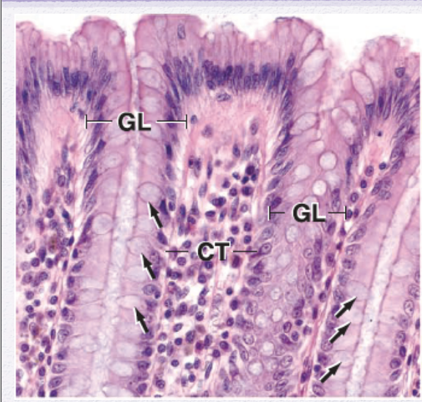 <p>Identify the Epithelium</p>