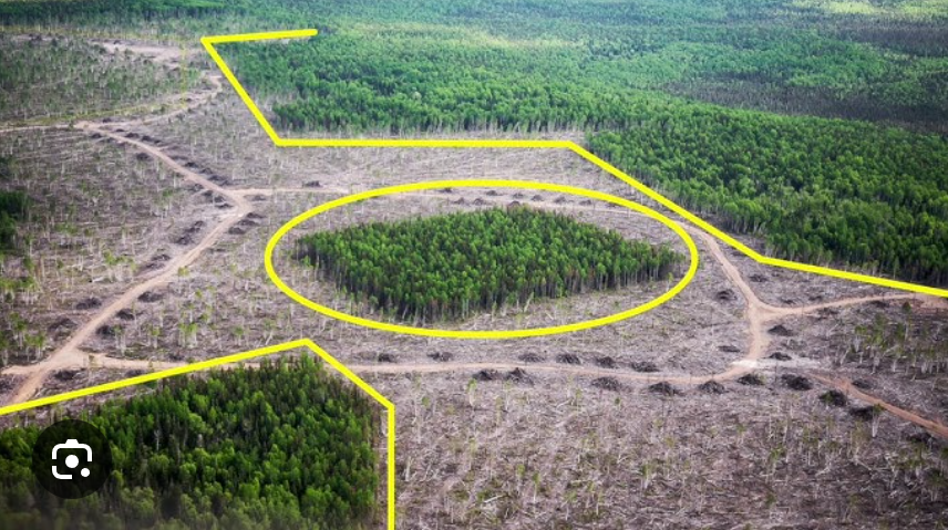 <p><strong>a process during which a large expanse of habitat is transformed into a number of patches of a smaller total area, isolated from each other</strong><span>. This process primarily occurs due to human activities like urban development, agriculture, and infrastructure projects</span></p><p></p><p><span>It’s bad because:</span></p><ul><li><p>Vegetation regulates resources within an ecosystem</p></li></ul><p></p>