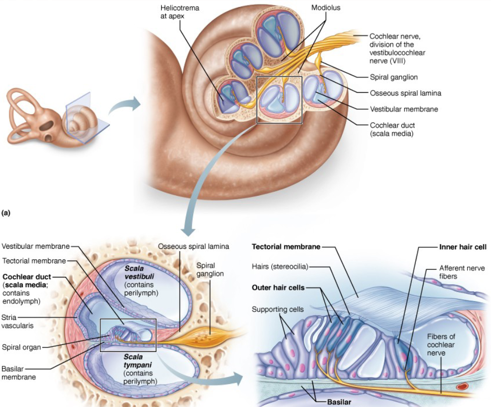 <p>- Basilar membrane supports the organ of Corti containing hair cells, each with stereocilia</p><p>- The tips of the stereocilia shear against an overlying tectorial membrane</p><p>- IHCs and OHCs</p>