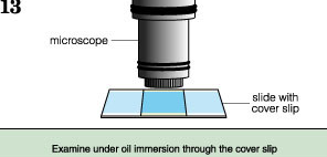 <p><strong>Observation</strong></p><ul><li><p>Examine the slide under a microscope, starting with a <strong>low-power objective</strong> and moving to <strong>high power</strong>.</p></li><li><p><strong>Gram-positive bacteria</strong> will appear <strong>purple</strong> (due to the crystal violet), while <strong>Gram-negative bacteria</strong> will appear <strong>pink/red</strong> (due to the safranin).</p></li></ul><p></p>
