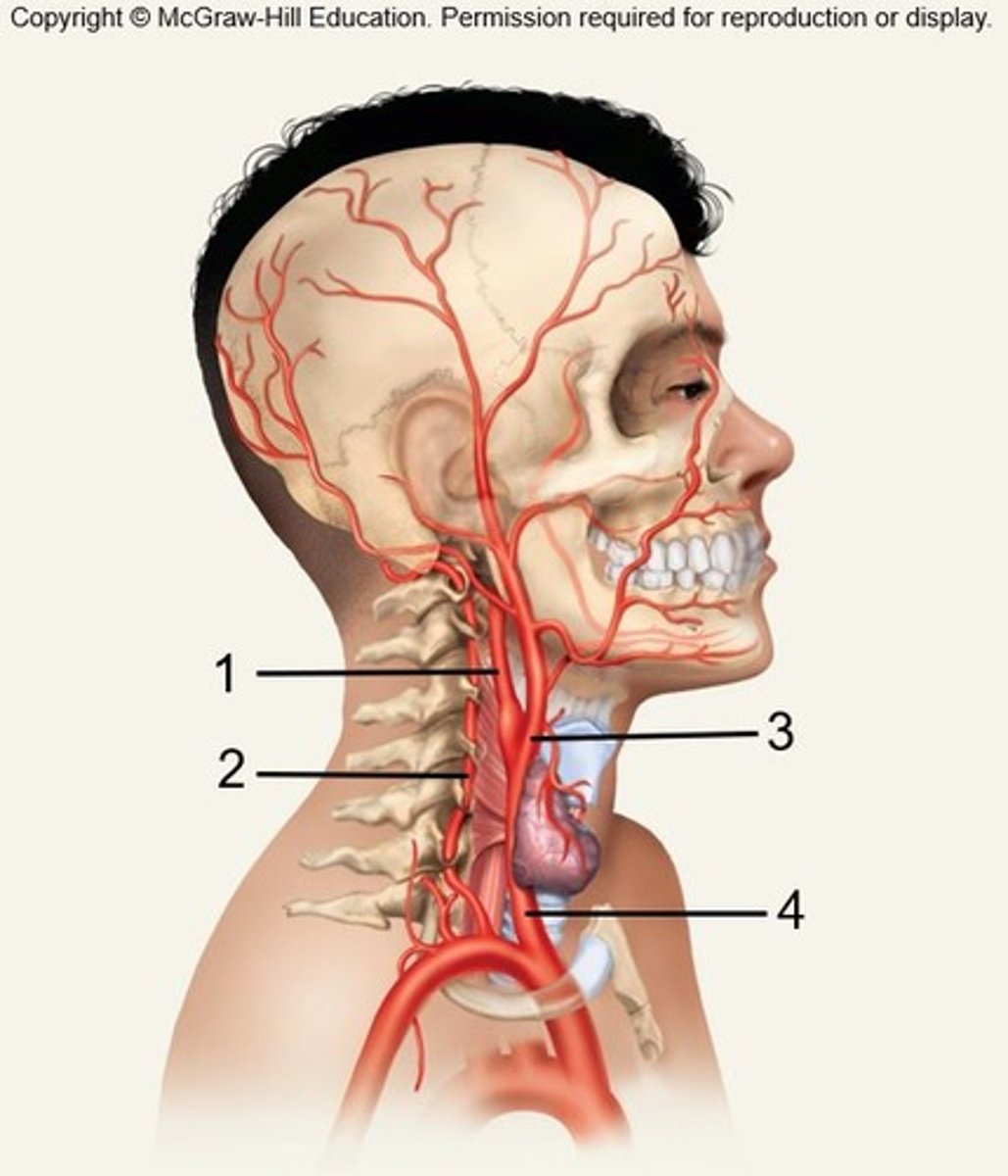 <p>vertebral artery (2),</p><p>internal carotid artery (1)</p>