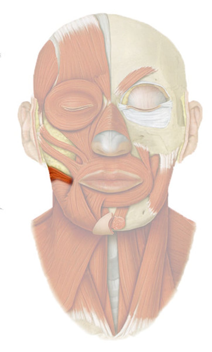 <p>origin - Parotid fascia, Buccal skin, zygomatic bone (variable)</p><p>insertion - Modiolus</p><p>function - pulls angle of mouth laterally</p>