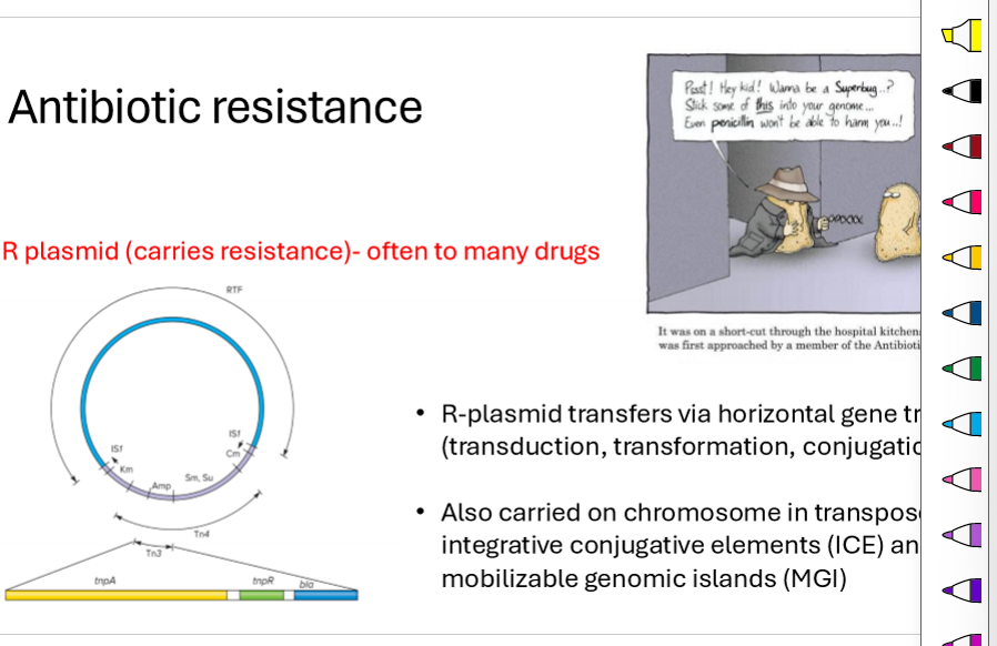 <ul><li><p>horizontal gene transfer (transduction, transformation, conjugation)</p></li><li><p>carried in transposon (moving gene) like ICE and MGI</p></li></ul><p></p>