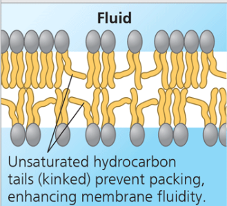 <p>Unsaturated hydrocarbon tails (fluid) </p>