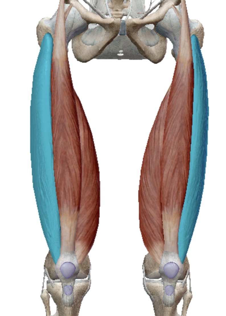 <p>Identify this muscle</p>