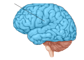 <p>Cerebral cortex </p>