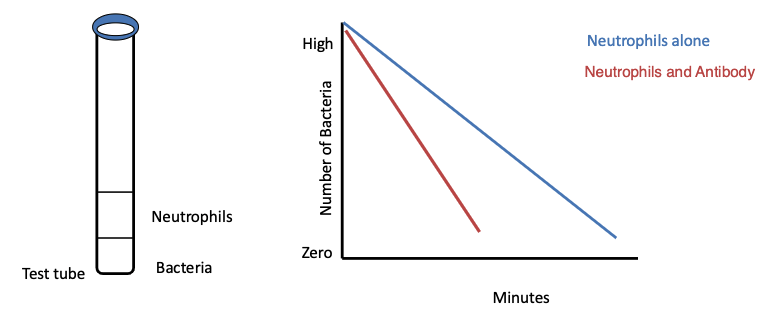 <p><span>Phagocytosis is markedly increased</span></p>