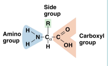 <p>Amino acids</p>