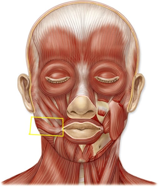 <p>Origin: masseter muscle<br>Insertion: corner of mouth<br>Action: retracts corner of the mouth</p>