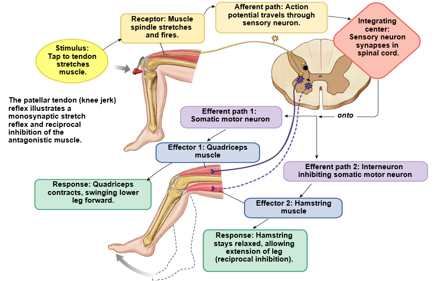 <ol><li><p>tap to tendon stretches muscle</p></li><li><p>muscle spindle stretches and fires</p></li><li><p>action potential travels through sensory neuron</p></li><li><p>sensory neurons synapse in spinal cord</p></li></ol><p><u>Outgoing paths:</u></p><ol><li><p>somatic motor neuron - contract quadriceps</p></li><li><p>interneuron inhibiting somatic motor neuron - relax hamstring (<strong>reciprical inhibition</strong>)</p></li><li><p>send information up to brain</p></li></ol>