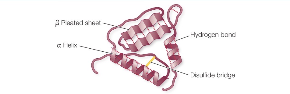 <p>Bending path of polypeptide chain in 3D chain in three dimensional space</p>