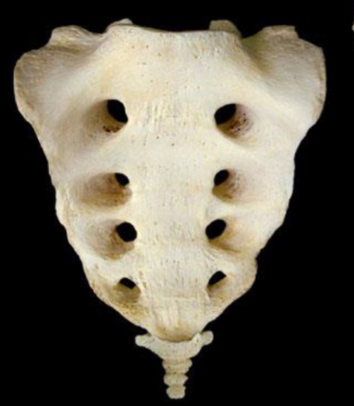 <p>What view and bone </p>