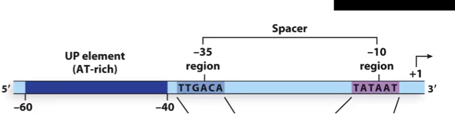 <p>The most upstream component is: <strong>the upstream promoter element</strong></p><p>Next follows the <strong>TTGACA</strong> region and then the <strong>TATA Box</strong>, which are recognized by the <strong>sigma factor </strong>(of the holoenzyme)</p>