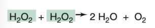 <p>What enzyme is responsible for the reaction shown in the image?</p>
